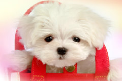 网站始终只收录一个首页，为什么